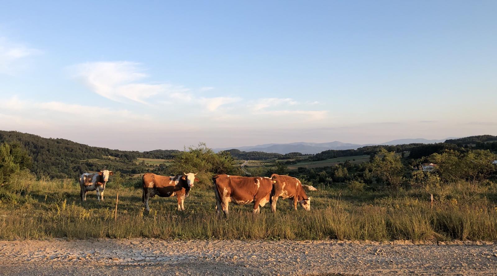 Nestašica mleka, rezultat dugogodišnjeg nemara